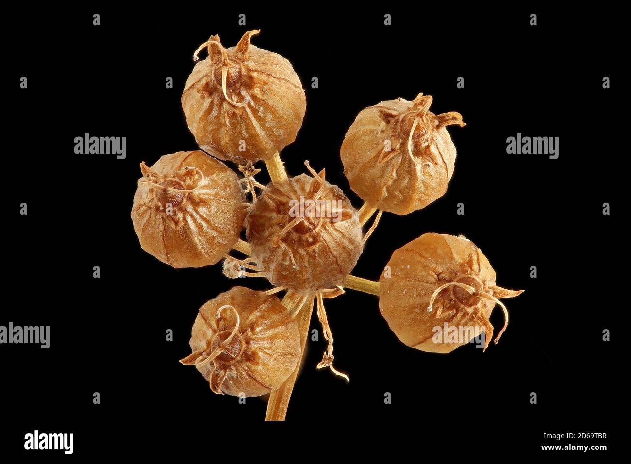 Close up of coriander seeds hires stock photography and images Alamy