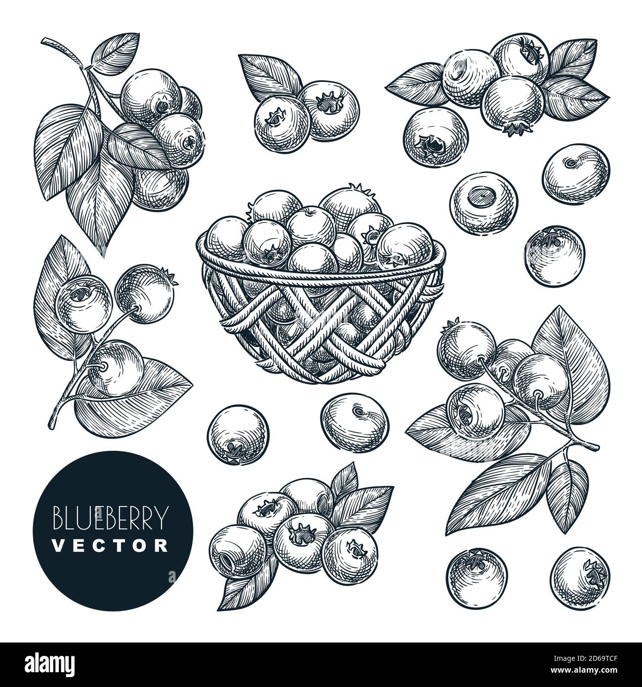 Blueberry berries sketch vector illustration. Bog whortleberry harvest in wooden basket. Hand drawn agriculture and farm isolated design elements. Stock Vector
