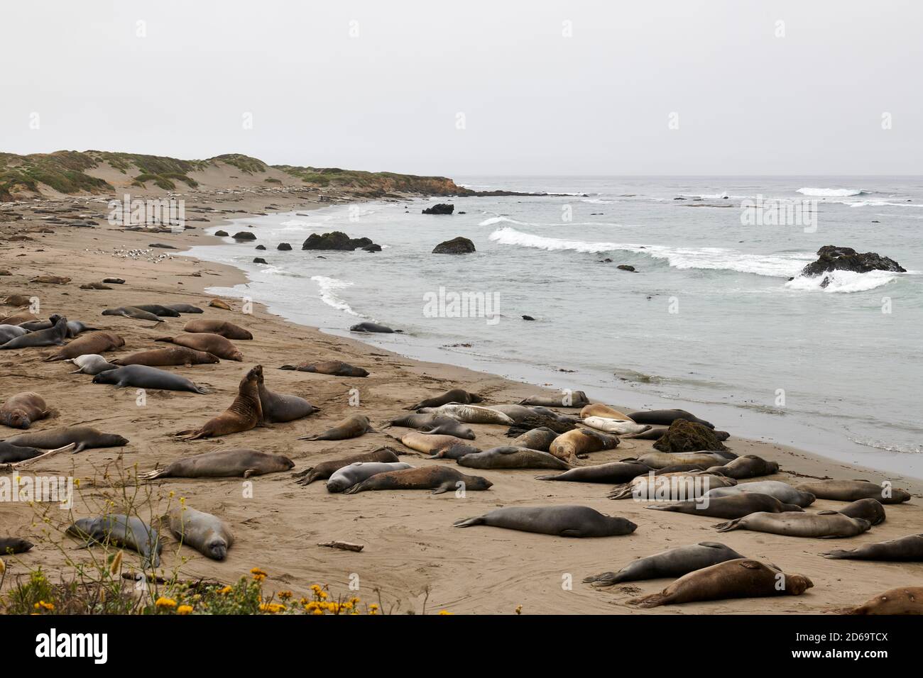 Elephant Seals, San Simeon, California, USA Stock Photo - Alamy