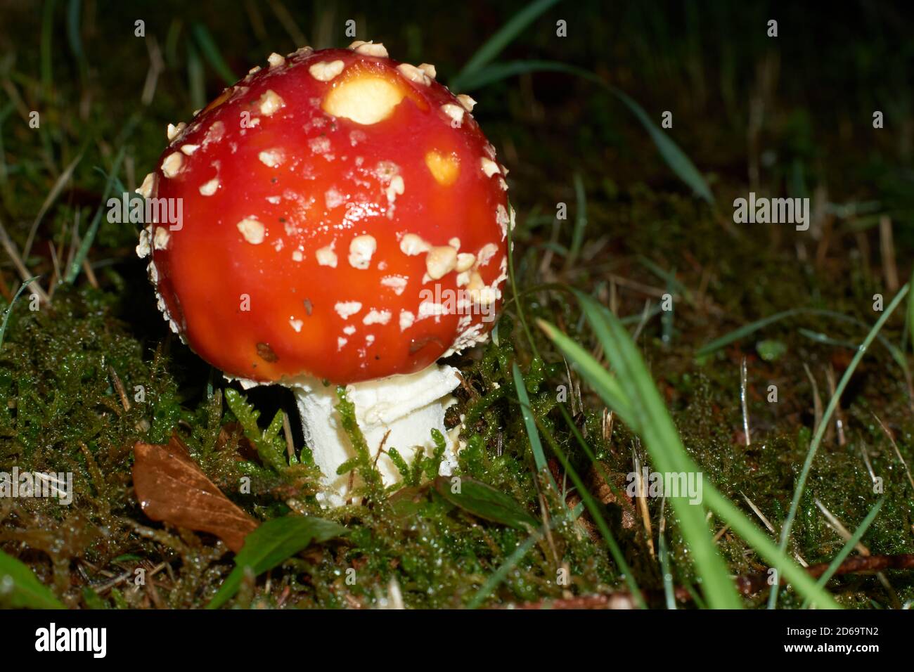 The Fly Agaric or Fly Amanita Amanita muscaria is now primarily famed for its hallucinogenic properties. Stock Photo