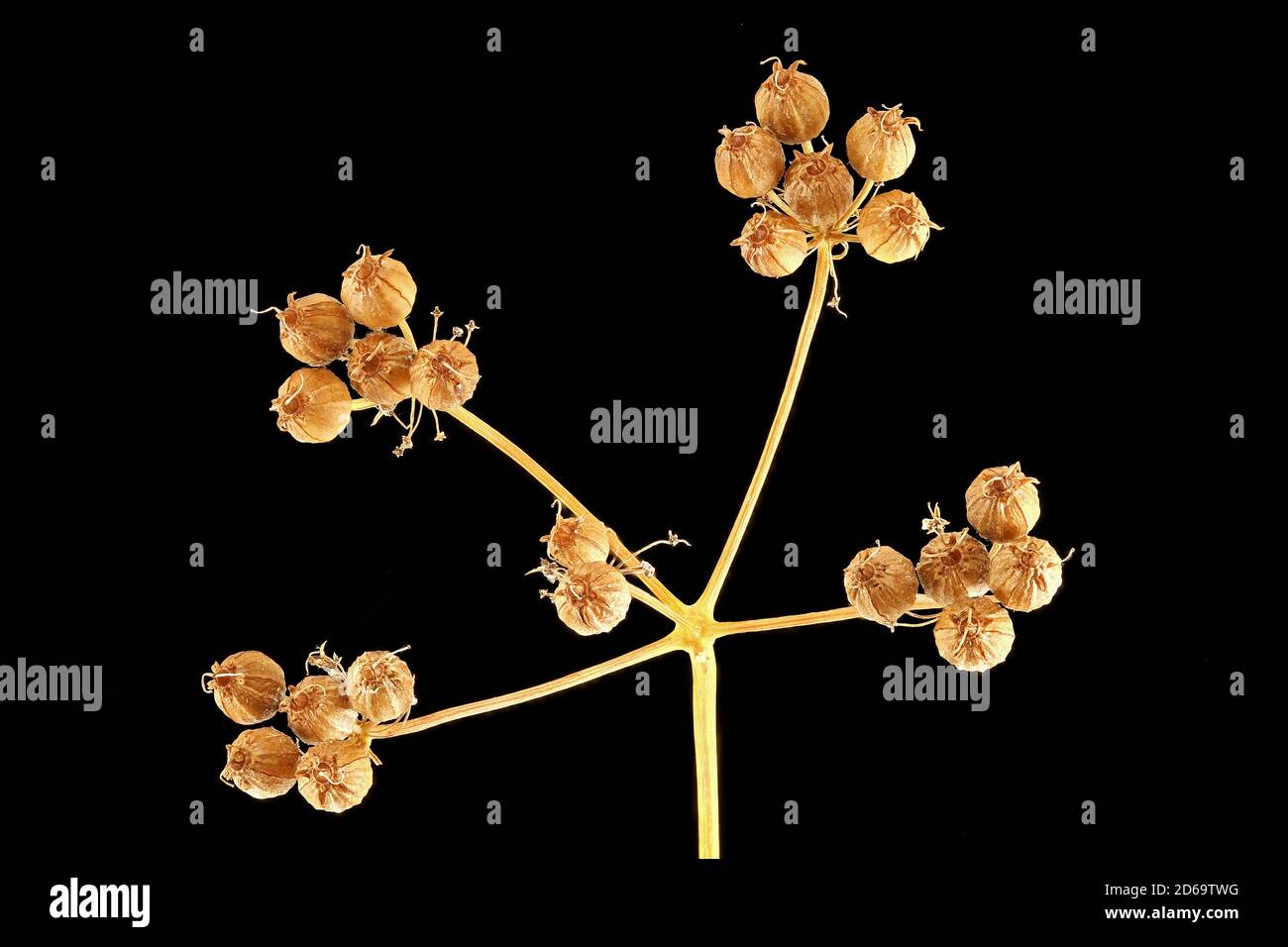 Coriander crop hires stock photography and images Alamy