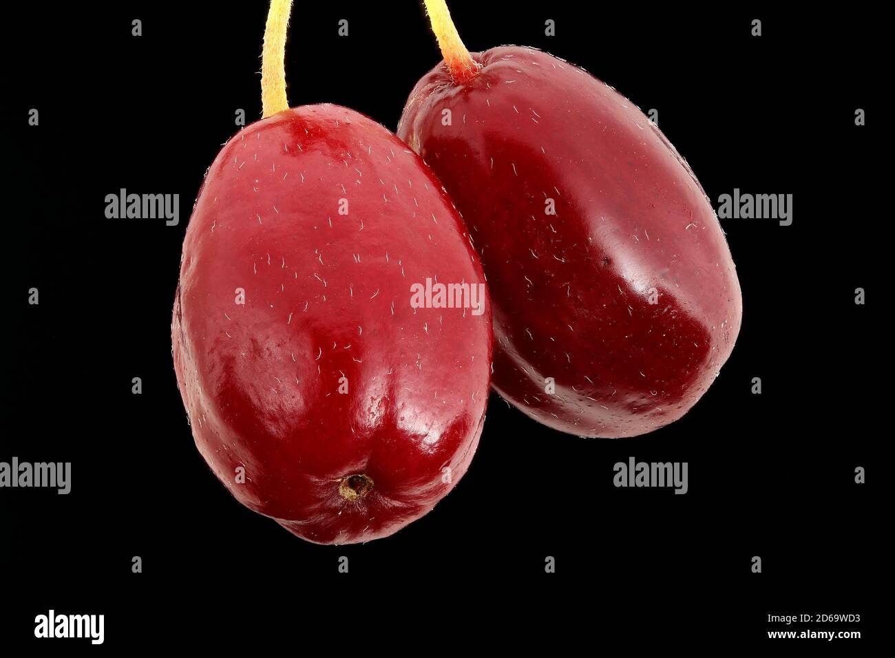 Cornus mas, Cornelian cherry, Kornelkirsche, close up, fruits Stock Photo