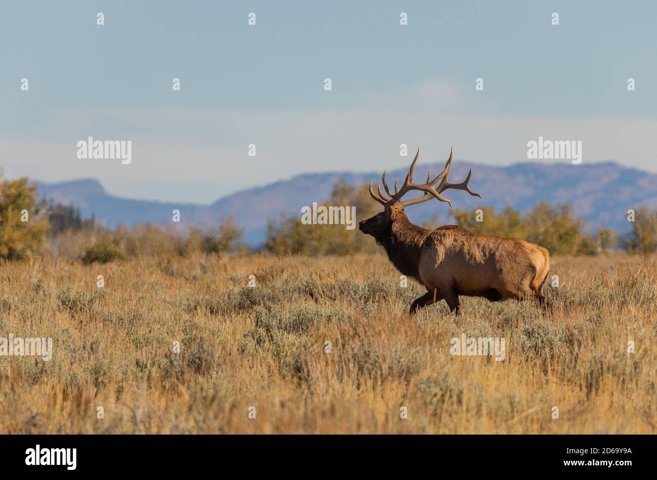 Elk In Fall Bull Elk in the Fall Rut in Wyoming Stock Photo - Alamy