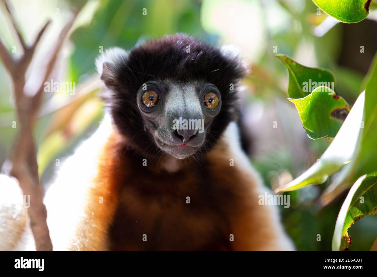 One Sifaka lemur that has made itself comfortable in the treetop. Stock Photo