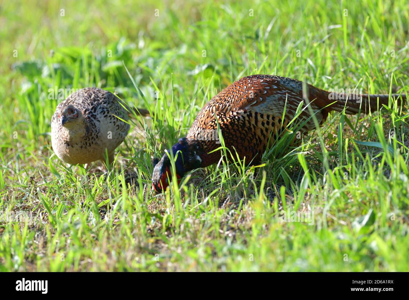 Pheasant male and female together eat seeds from the grass Stock Photo
