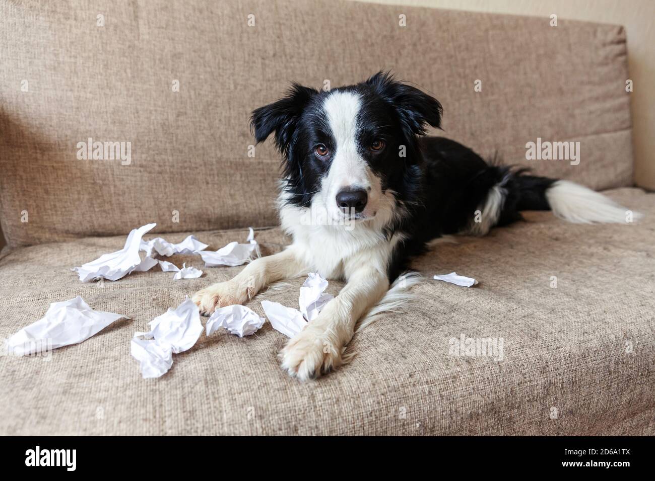 Why Do Border Collie Puppies Bite