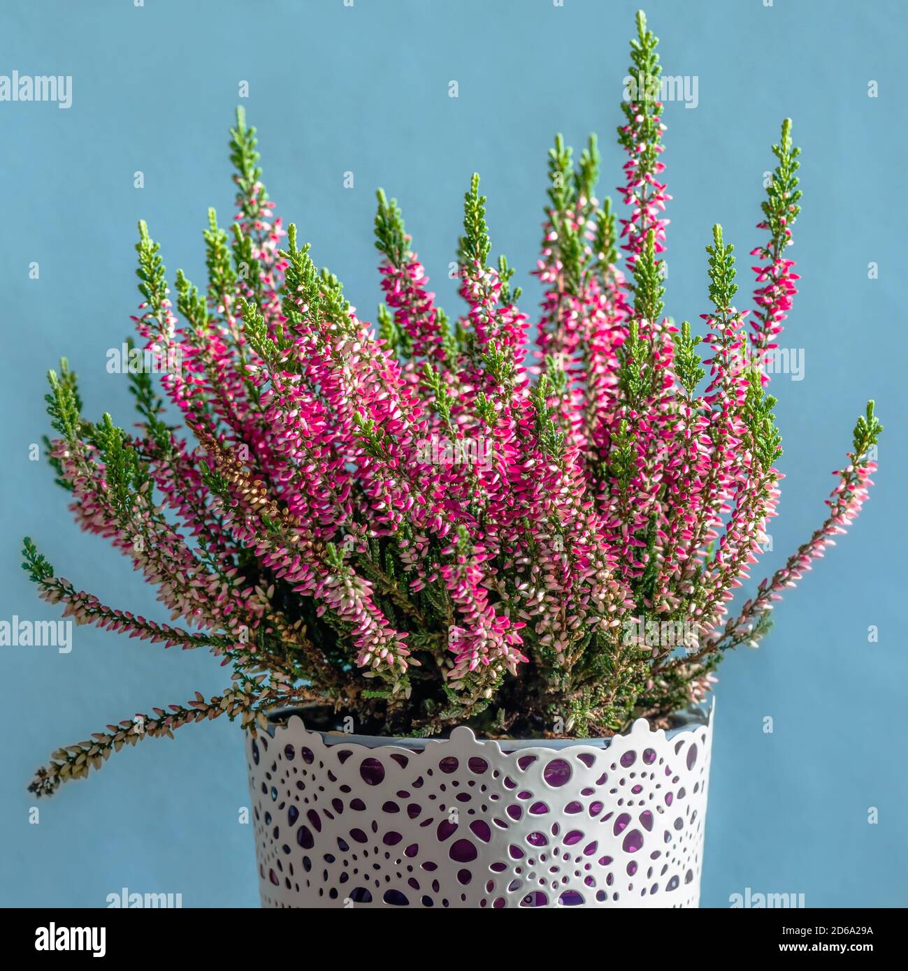 a Heather blooming in pots Stock Photo
