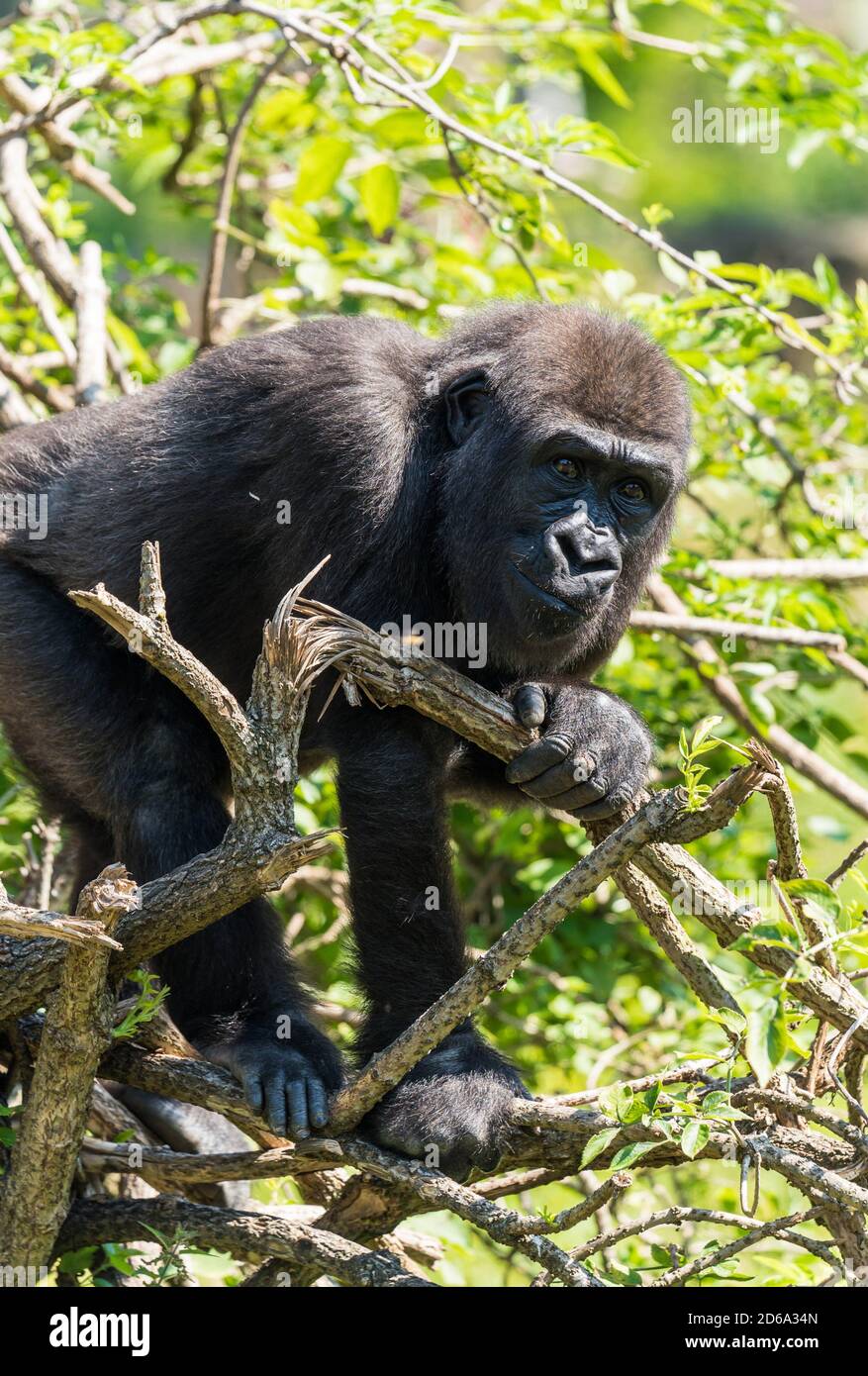 Gorilla climbing tree hires stock photography and images Alamy