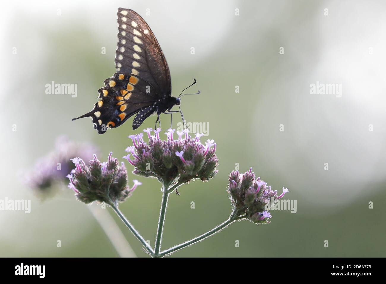 Eastern black swallowtail butterfly (Papilio polyxenes asterius) sucking nectar on a purple flower of New York, North America Stock Photo