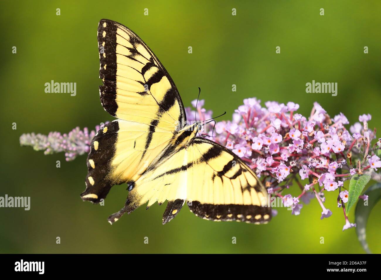Top view of Eastern tiger swallowtail butterfly (Papilio glaucus) sucking nectar on a flower of North America during the summer Stock Photo