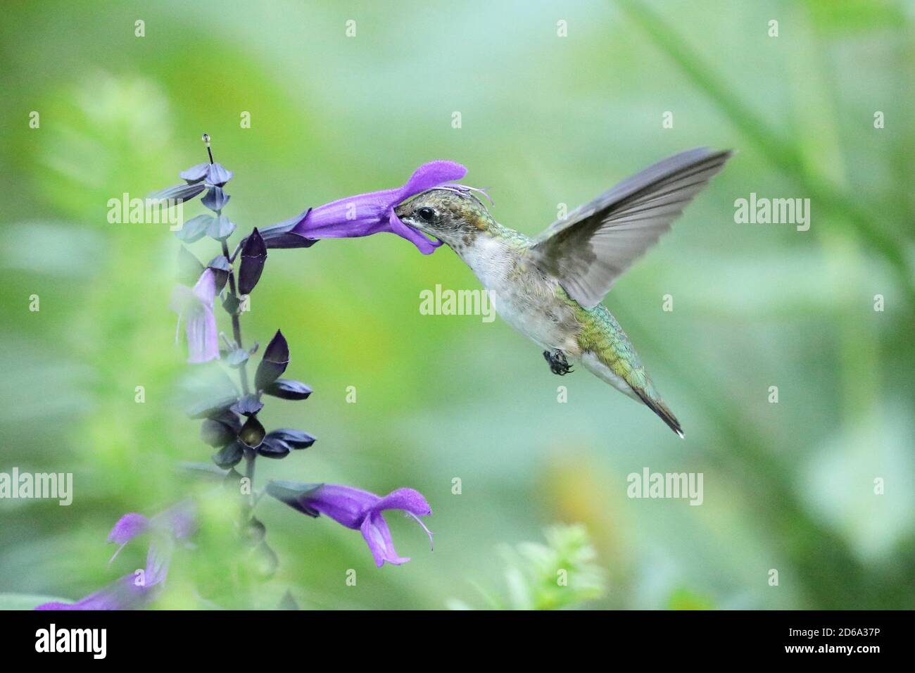 Lateral view of a female of ruby-throated hummingbird while feeding on a purple flower in a garden of New York Stock Photo