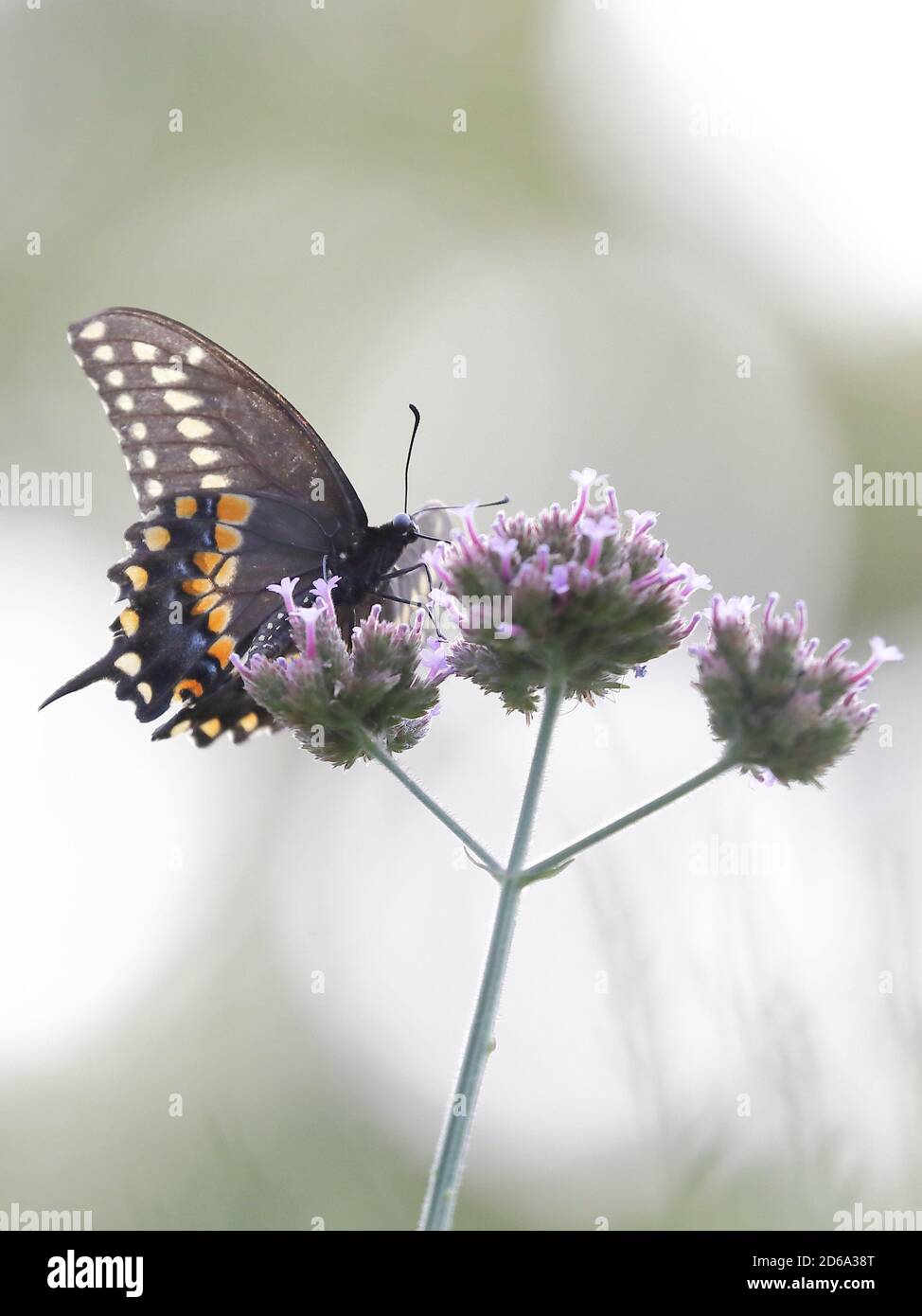 Eastern black swallowtail butterfly (Papilio polyxenes asterius) sucking nectar on a purple flower of New York, North America Stock Photo