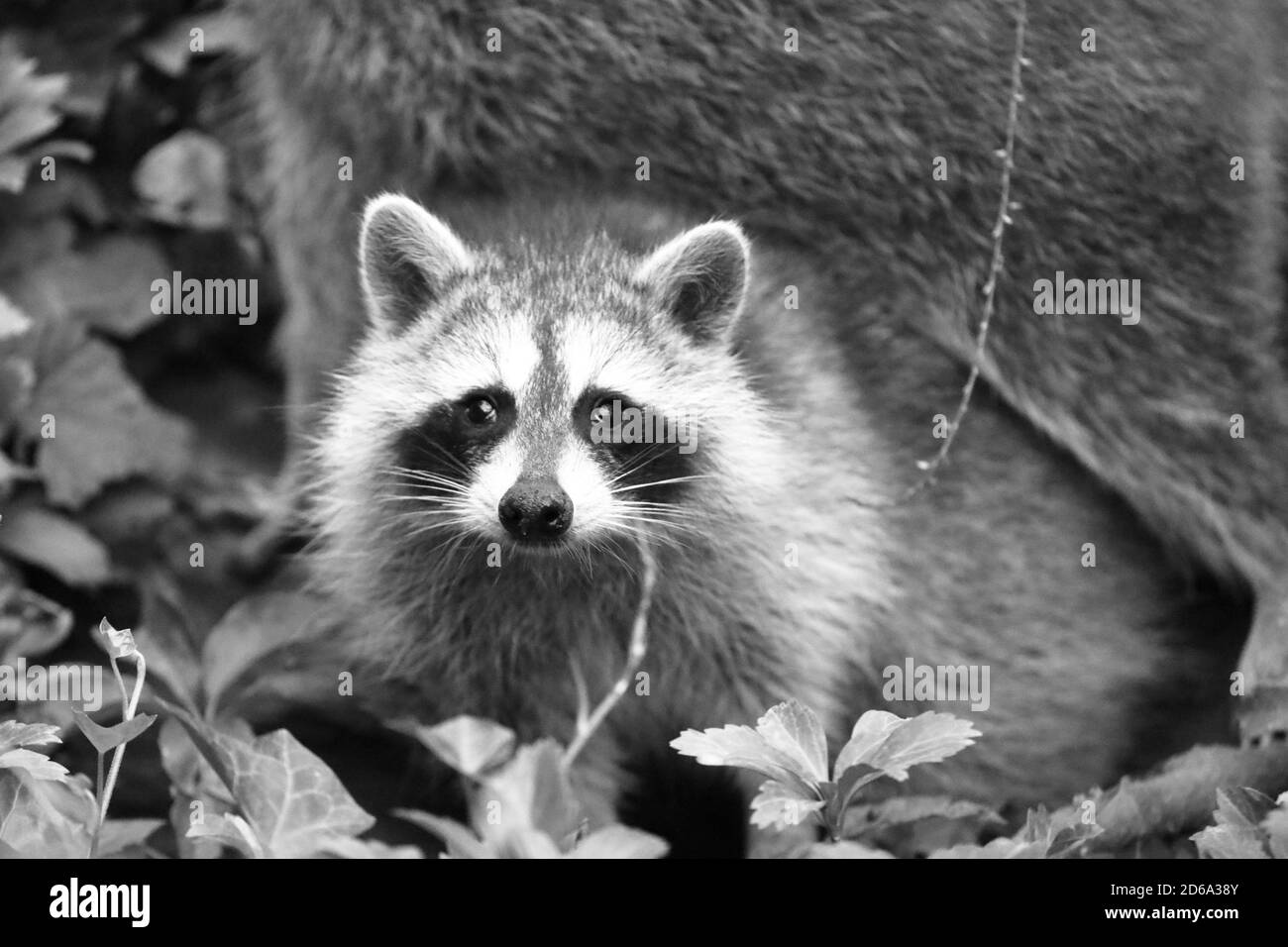 Wild raccoon (Procyon lotor) near to a burrow on an urban park of North America Stock Photo