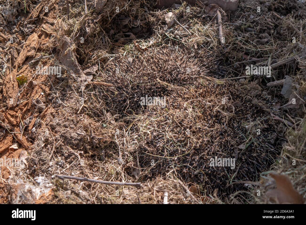 Three one adult and two baby hedgehogs asleep in their nest camouflaged against dried grasses found after removal of an old shed. Stock Photo