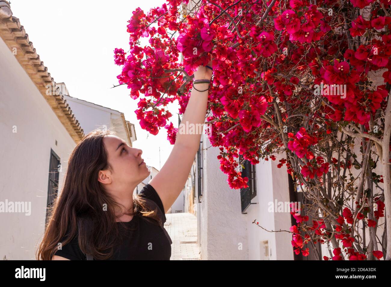 hiking woman observing and picking flowers (bougainvillea) through the streets of Altea (Alicante, Spain). Stock Photo