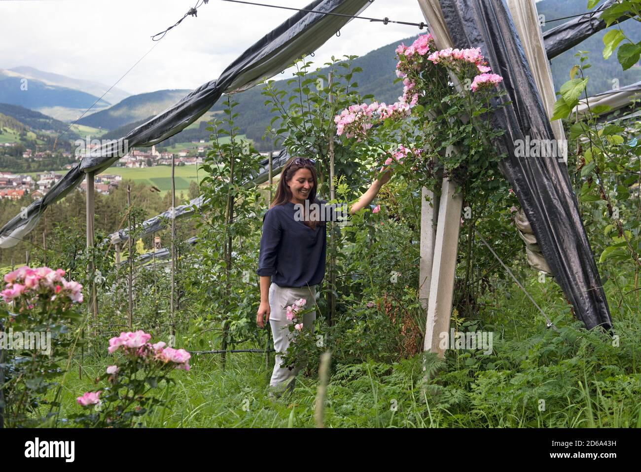 jeune femme visitant un verger de pommiers, Valdaora di Sotto,Region du  Trentin-Haut-Adige, Tyrol du Sud, Italie, Europe du Sud/young woman  visiting Stock Photo - Alamy