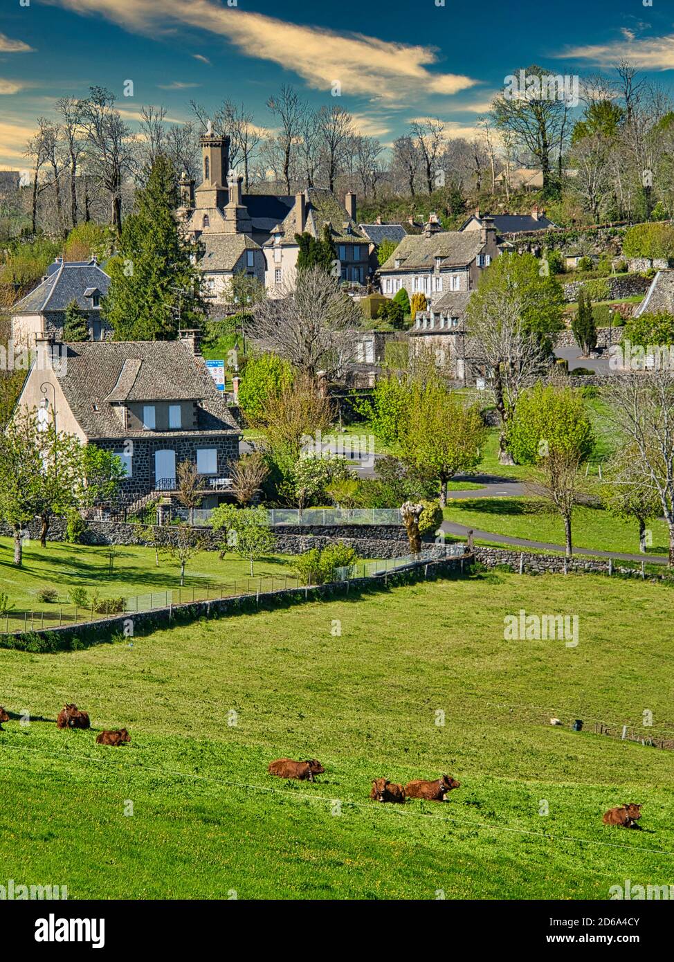 outskirts of Salers with Notre Dame de Lorette church and Salers cattle, Cantal Department, Auvergne region, France. Stock Photo