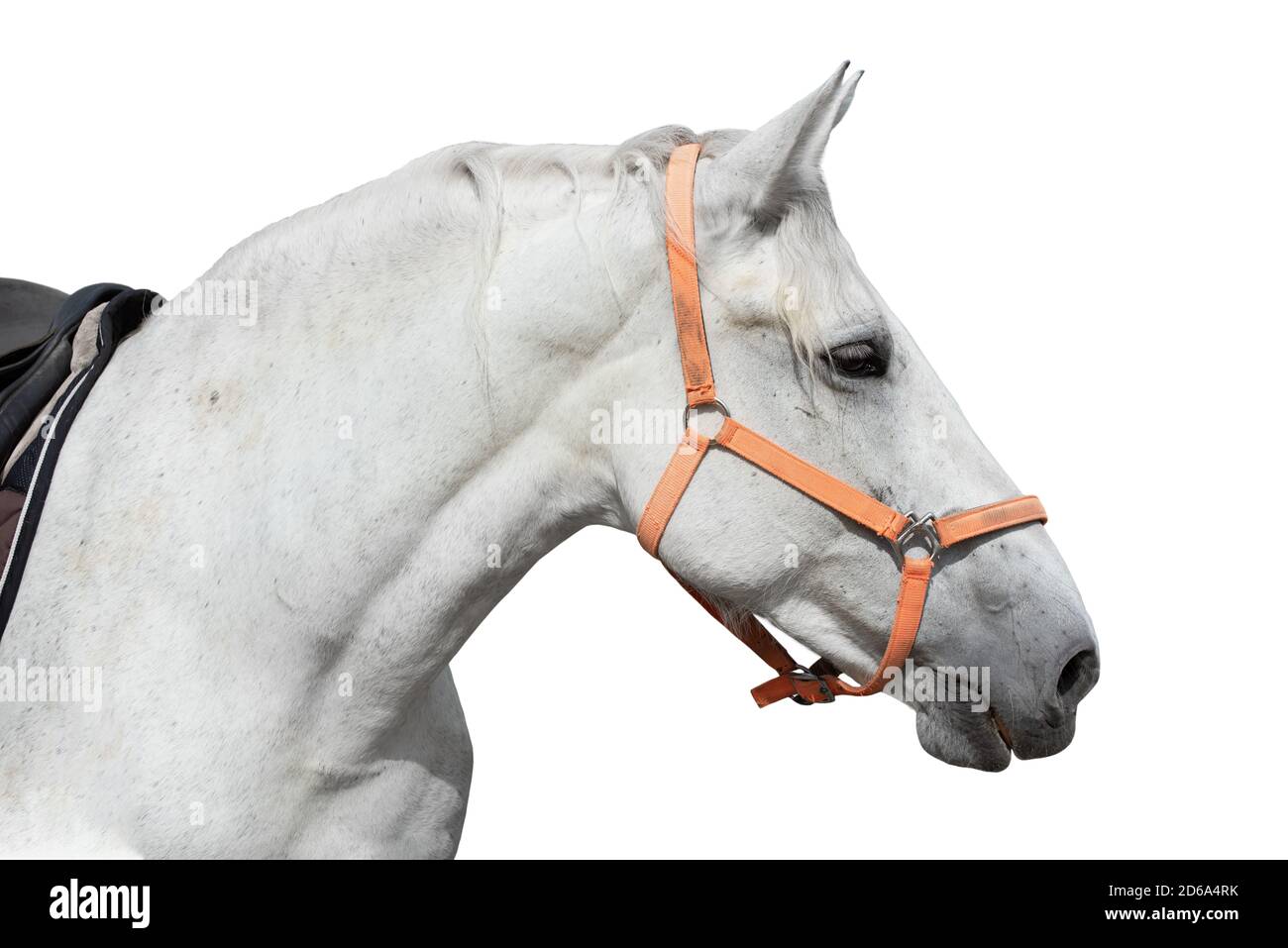 White horse head in harness isolated over white background Stock Photo
