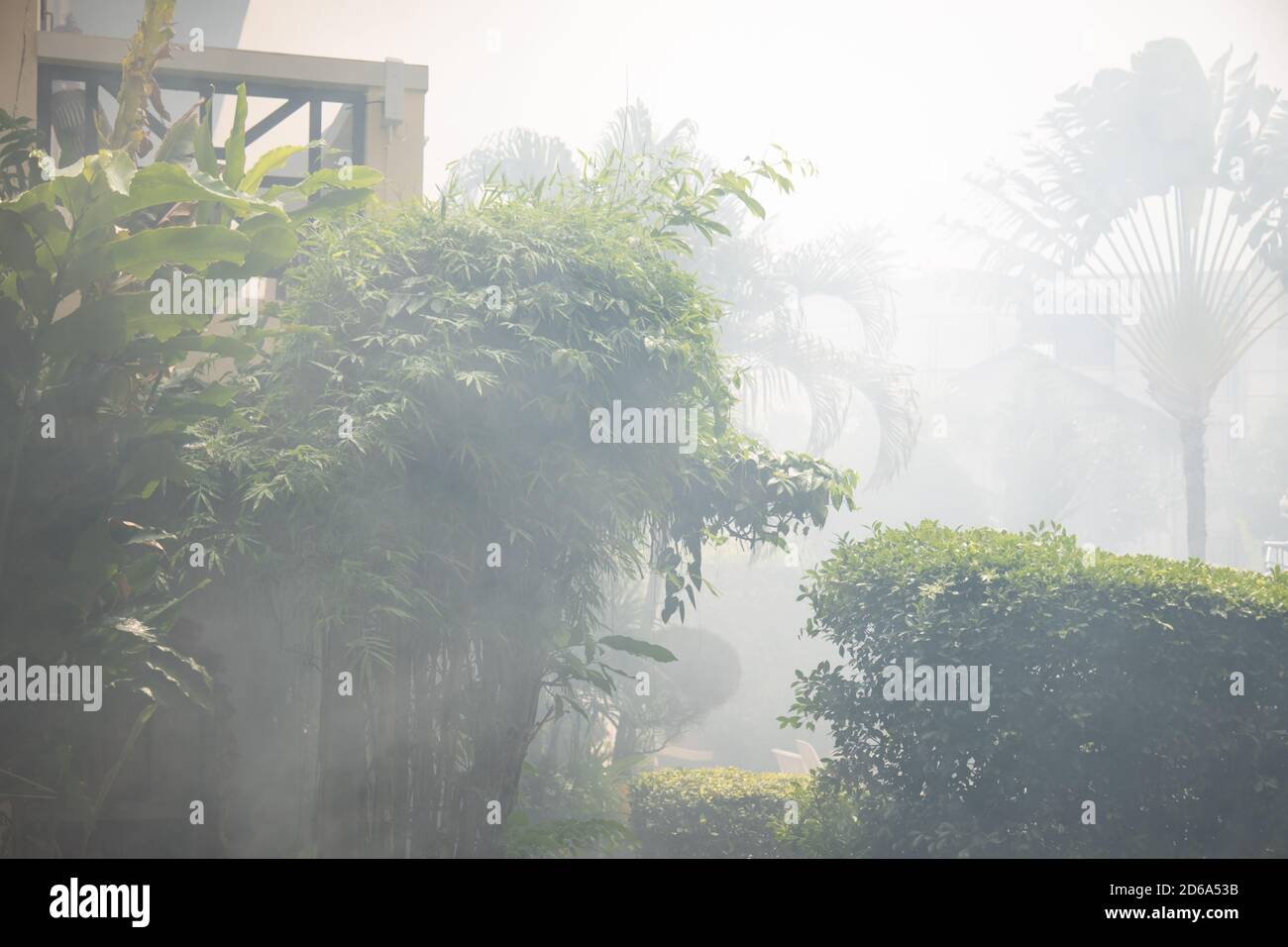 Fog in tropical green leaf hi-res stock photography and images - Alamy