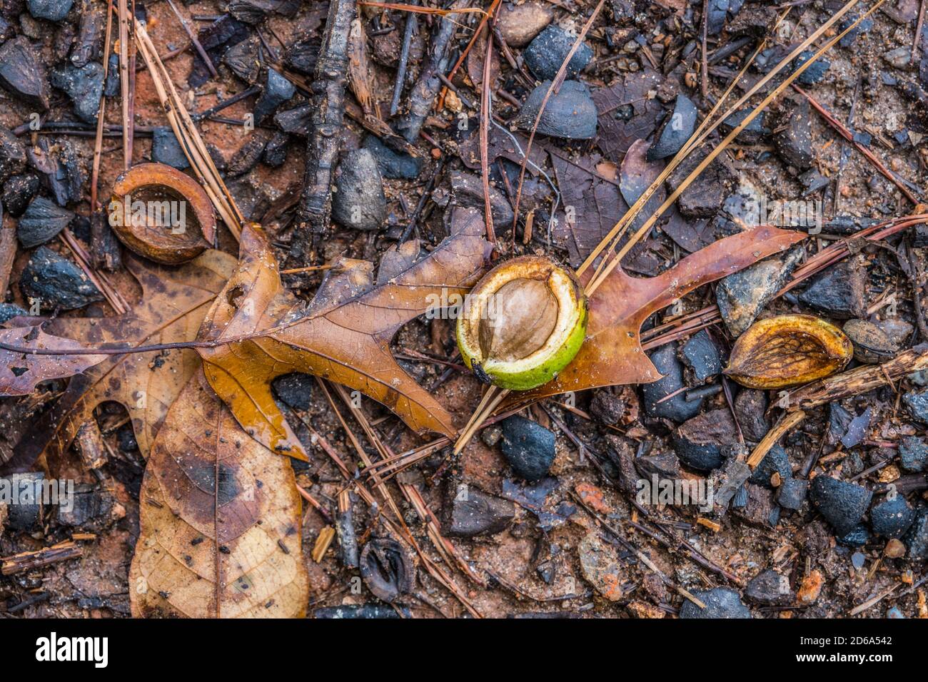 A large nut with the shell still on laying on the forest floor with fallen leaves twigs and other decaying debris in autumn Stock Photo