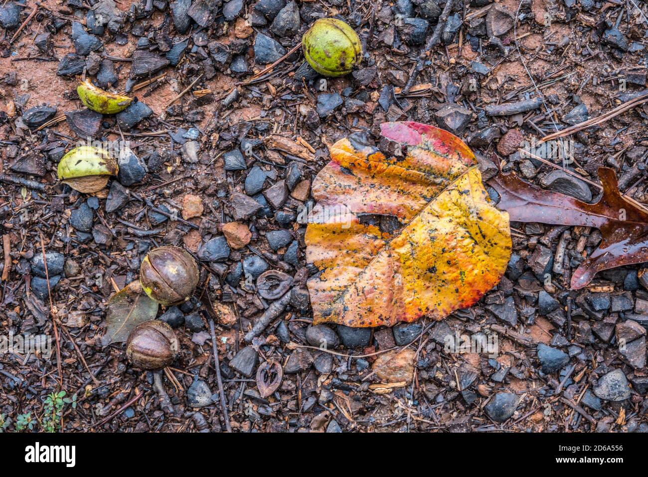 Fallen nuts with shells and twigs and a bright colorful autumn leaf and other debris all on the forest floor after the rainfall Stock Photo