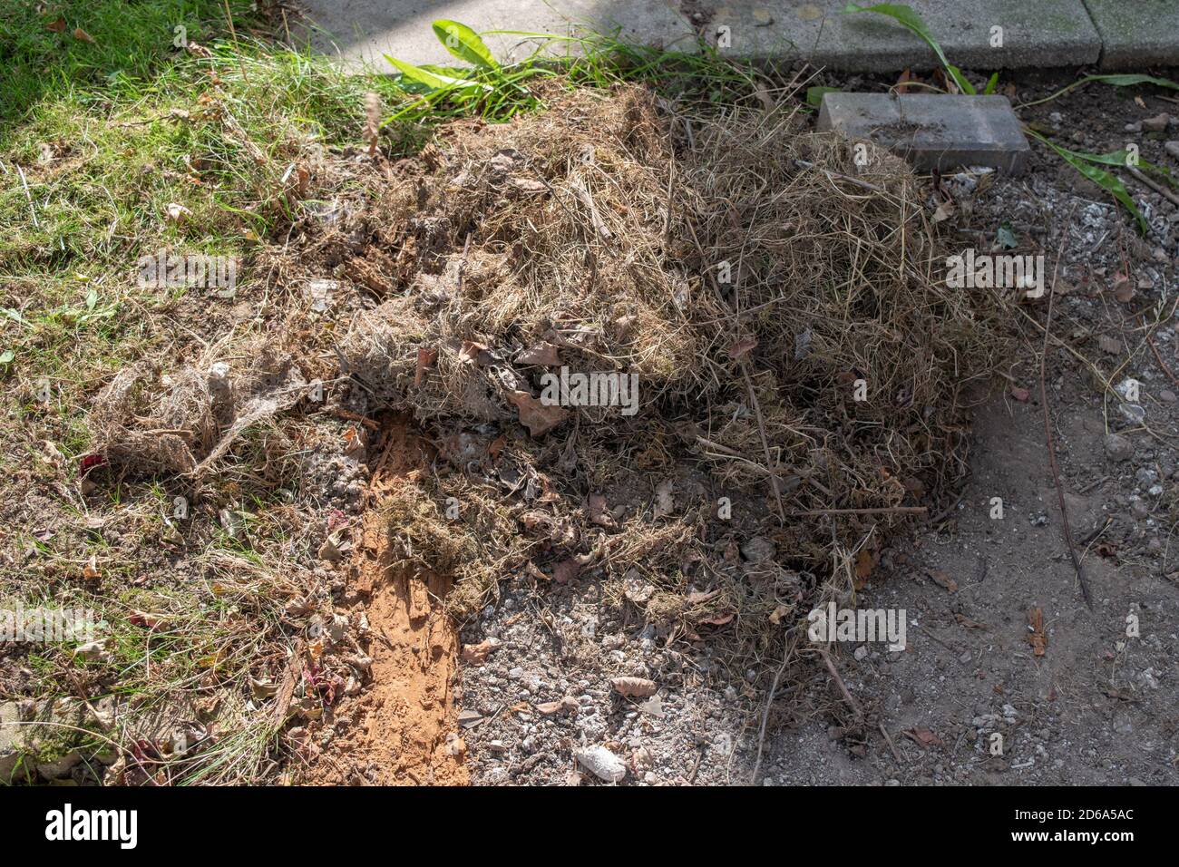 Hedgehog nest garden hires stock photography and images Alamy