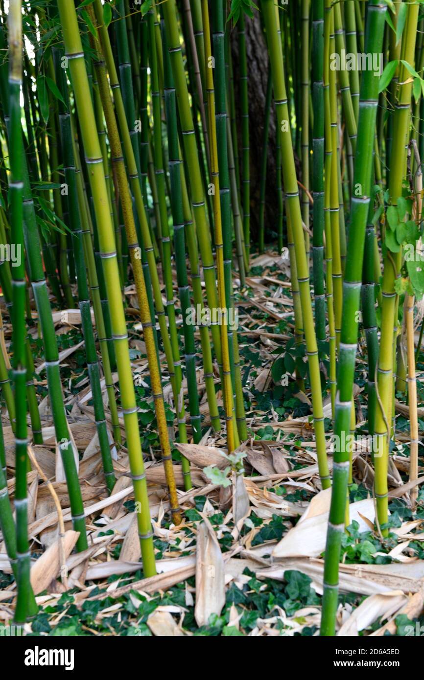 Bamboo tree flower hires stock photography and images Alamy
