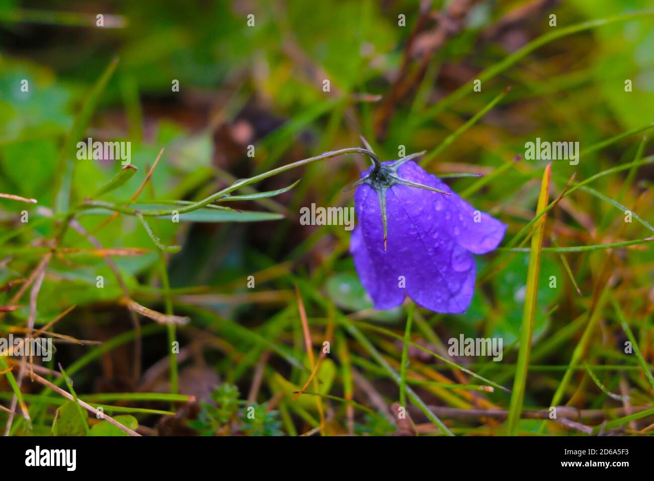 Blooming Bluebell. Harebell, Campanula Rotundifolia on the Green Meadow of Alps Stock Photo