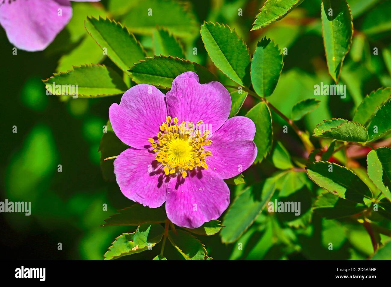 Wild Rose. Southern Oregon Stock Photo Alamy