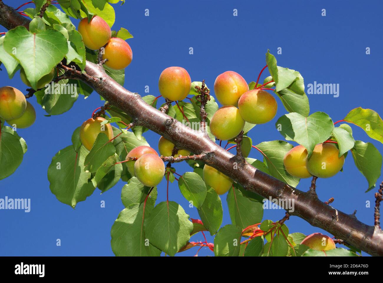 Abricot Fruit High Resolution Stock Photography And Images Alamy Abricot Fruit High Resolution Stock Photography And Images Alamy