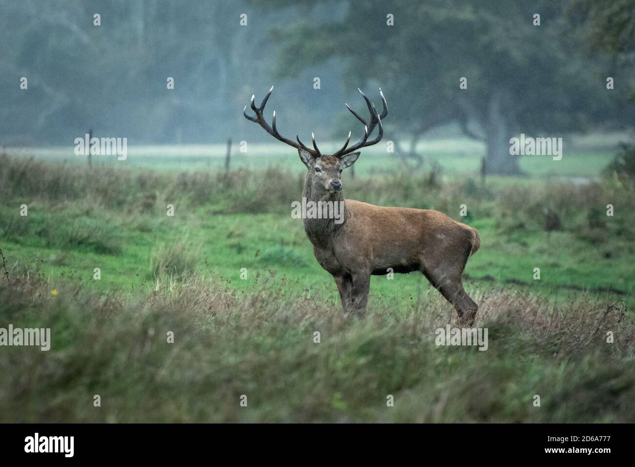 Irish Red Deer stag with impressive 14-point antlers in the rain in Killarney National Park in Kerry in Ireland Stock Photo