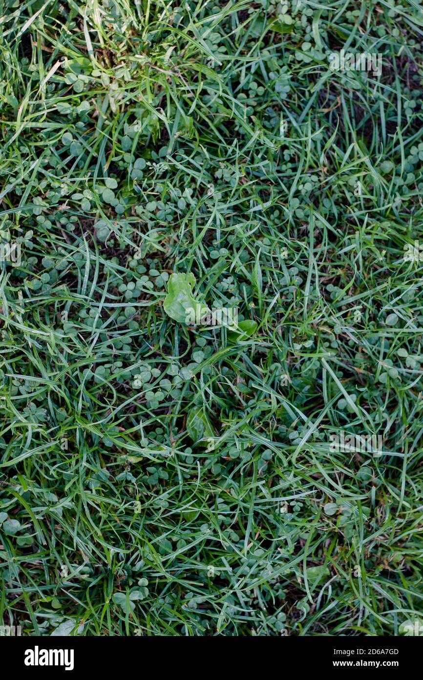 Green grass lawn background with dew drops Stock Photo - Alamy
