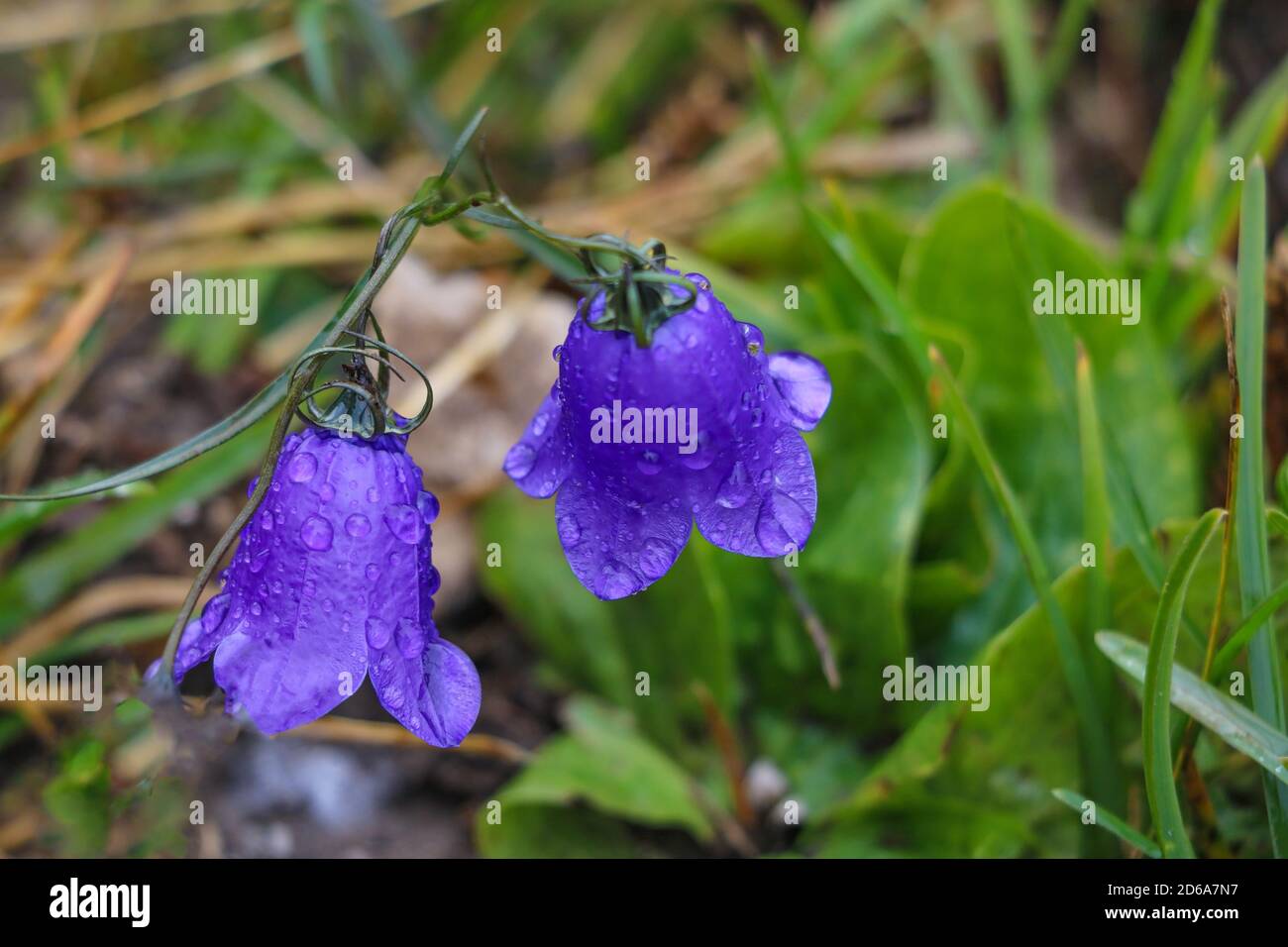Blooming Bluebell. Harebell, Campanula Rotundifolia on the Green Meadow of Alps. Selective focus Stock Photo