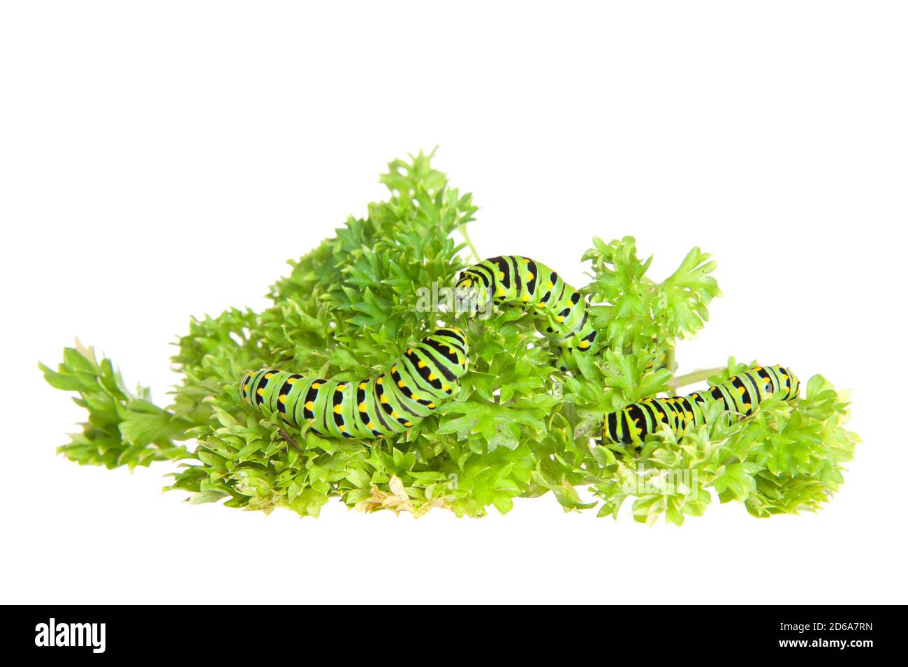 Close up of three Old World, or Common Yellow Swallowtail caterpillar eating parsley, isolated on white Stock Photo