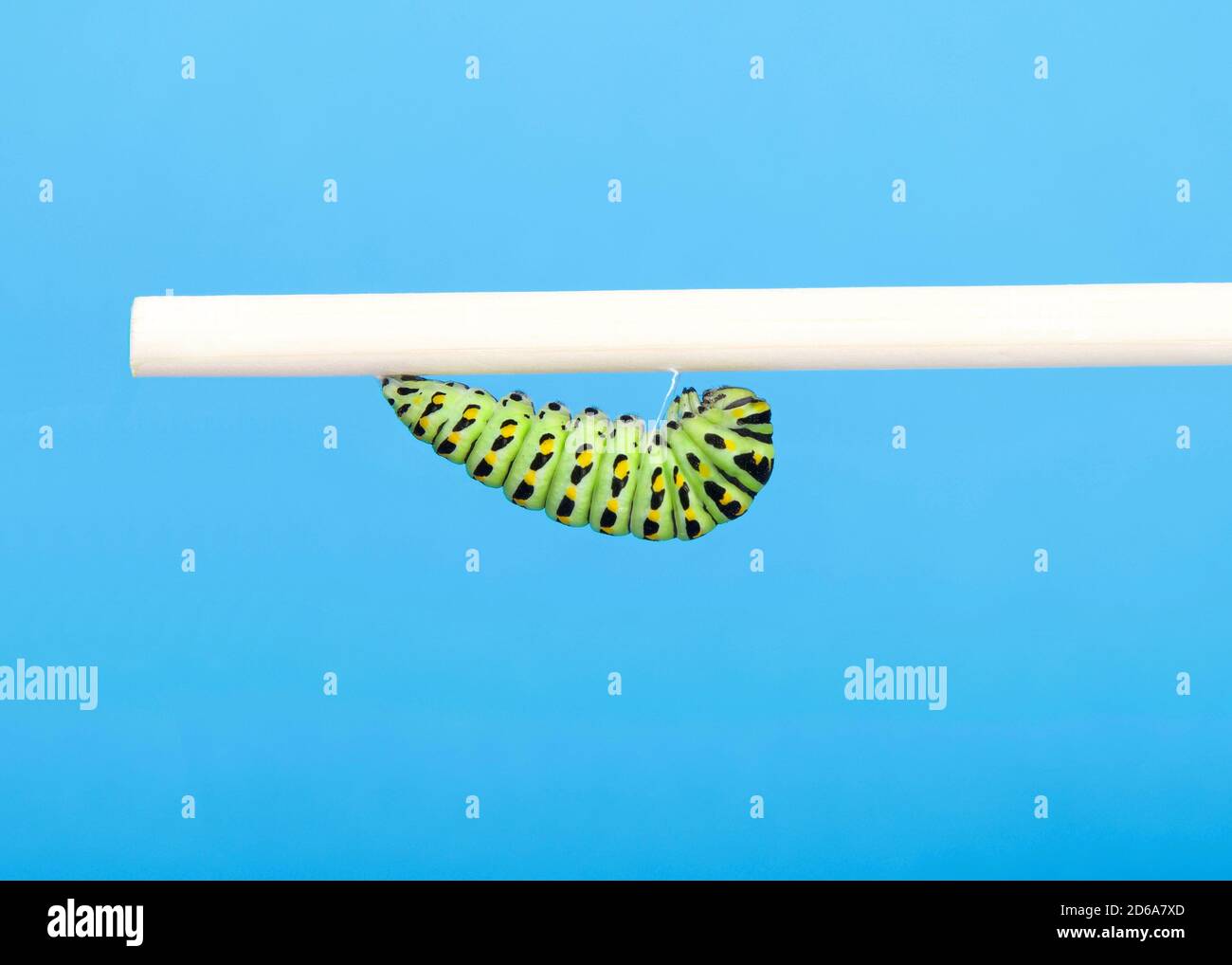 Black, green and yellow, Old World, or common yellow Swallowtail caterpillar,  attached to a wood dowel rod preparing to enclose in a chrysalis. Blue Stock Photo