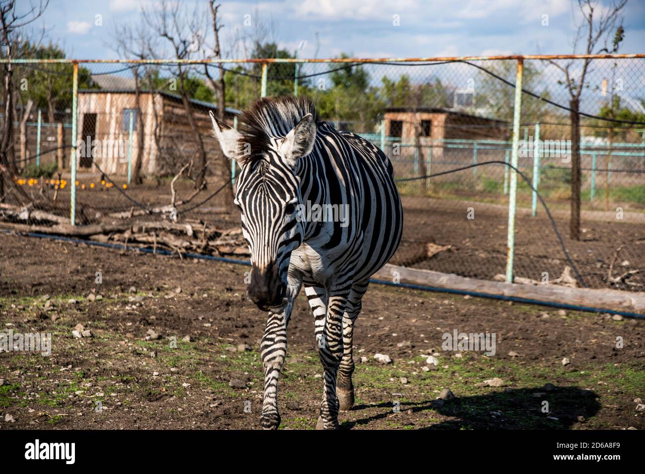 Zoo animals adopt hi-res stock photography and images - Alamy Zoo animals adopt hi-res stock photography and images - Alamy
