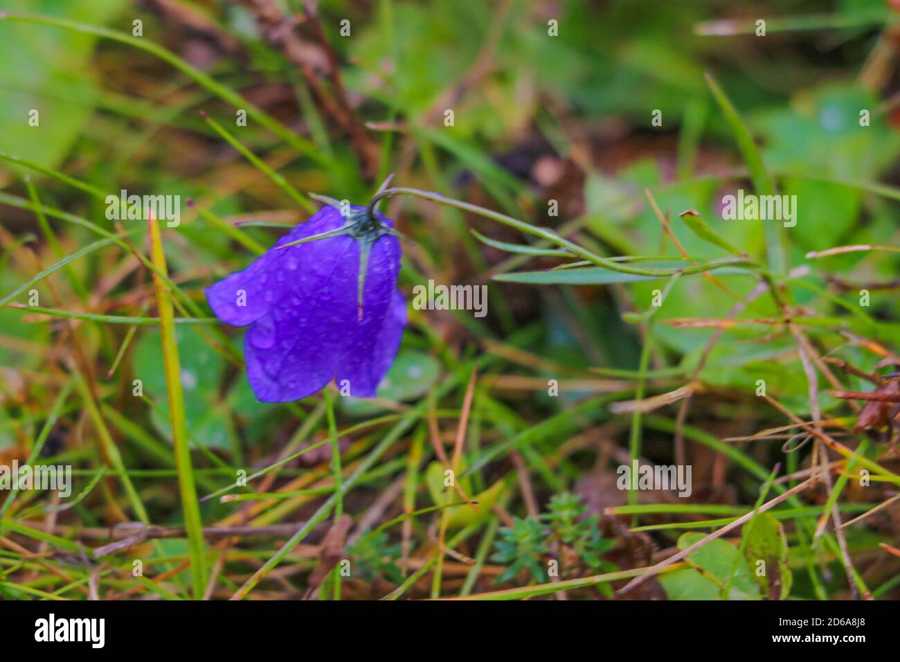 Mountain Harebell with rain drops from a summer rain shower Stock Photo