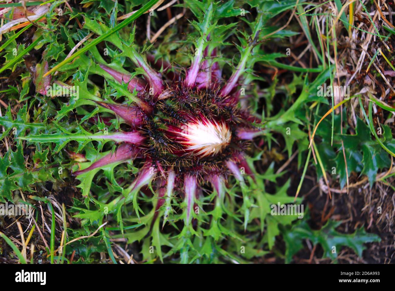 Cirsium vulgare, Spear thistle, Bull thistle, Common thistle, short lived thistle plant with spine tipped winged stems and leaves, pink purple flower heads, selective focus Stock Photo