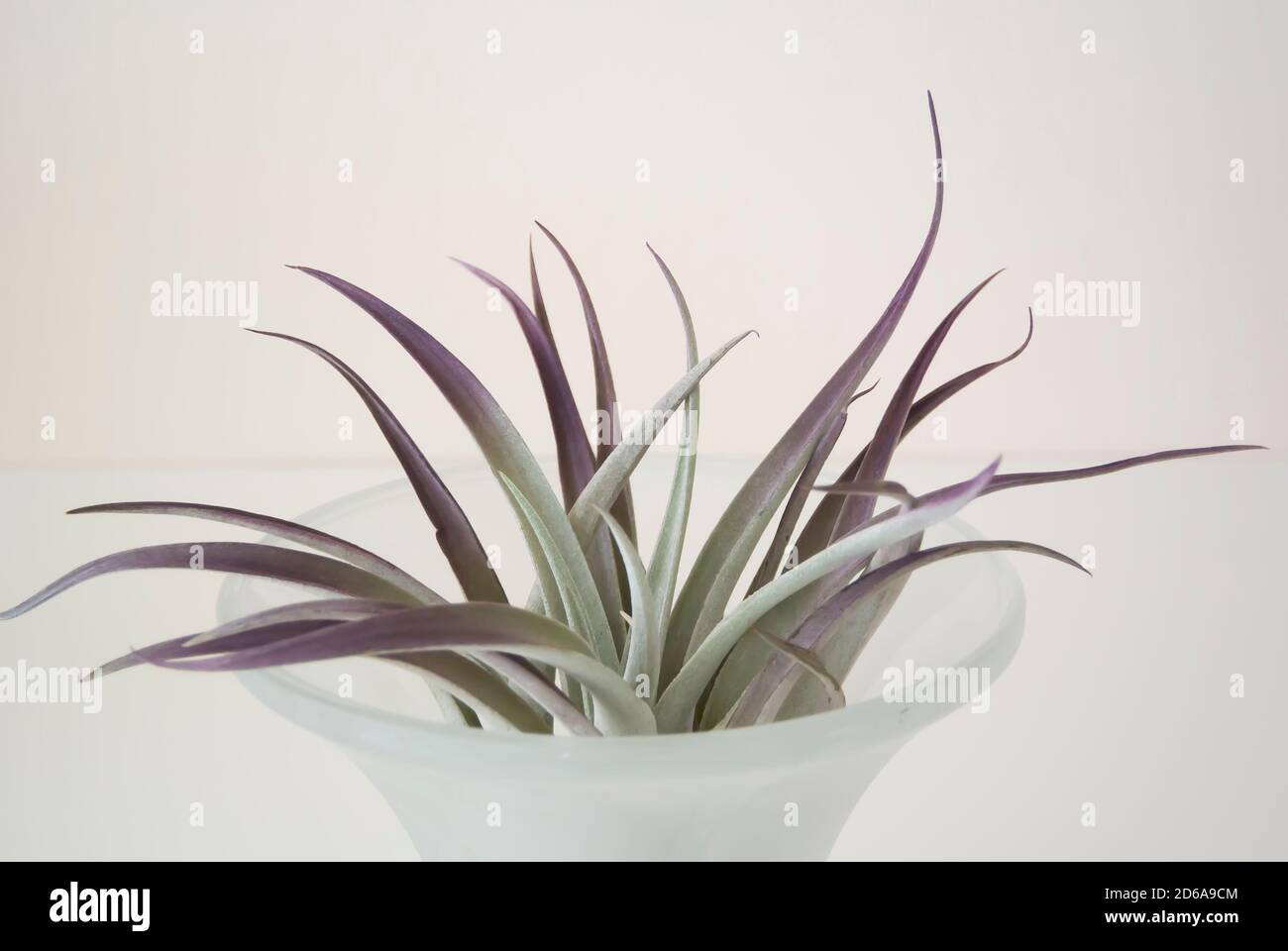 Tillandsia in Vase Stock Photo