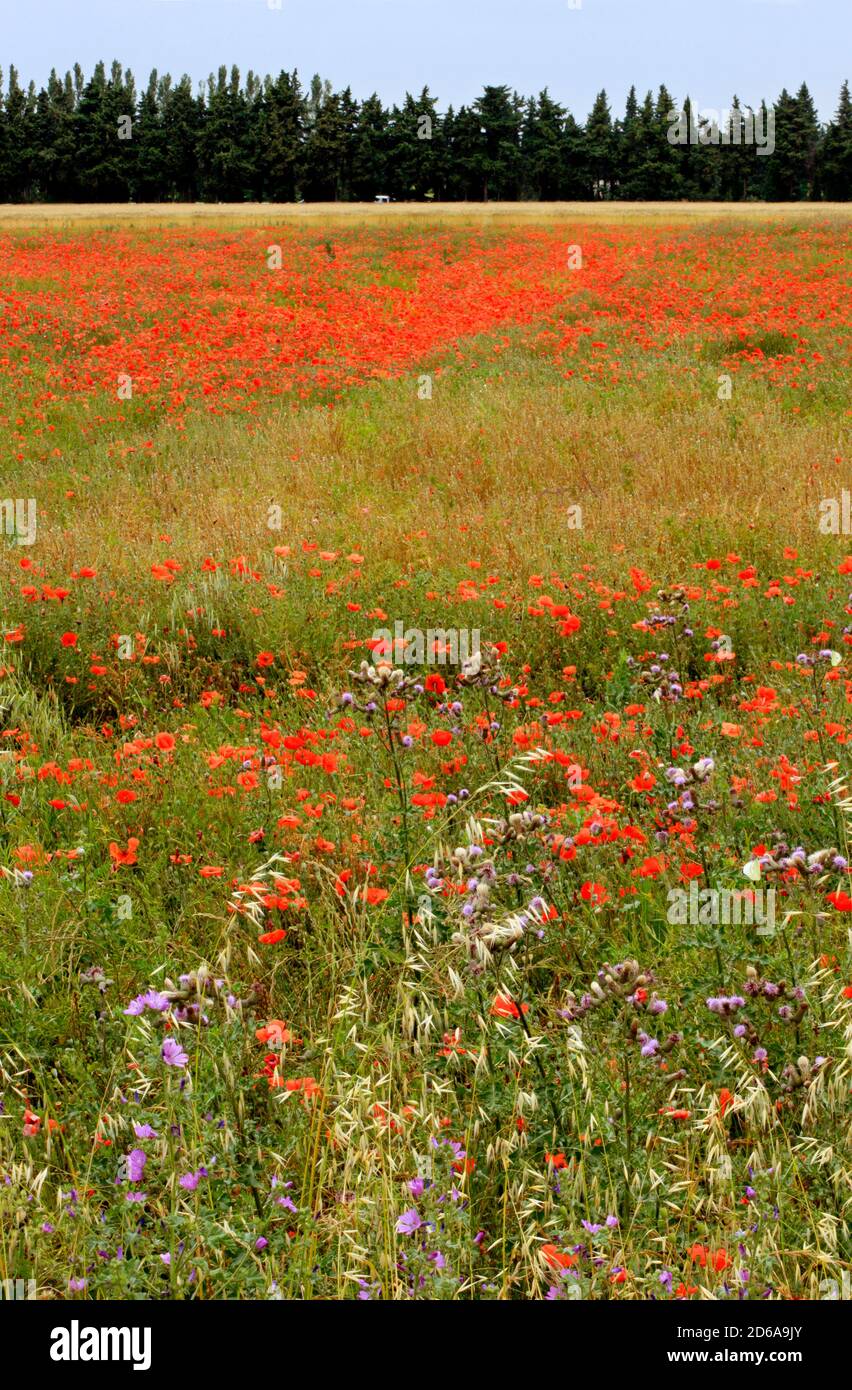Green fields of france poppies hi-res stock photography and images - Alamy