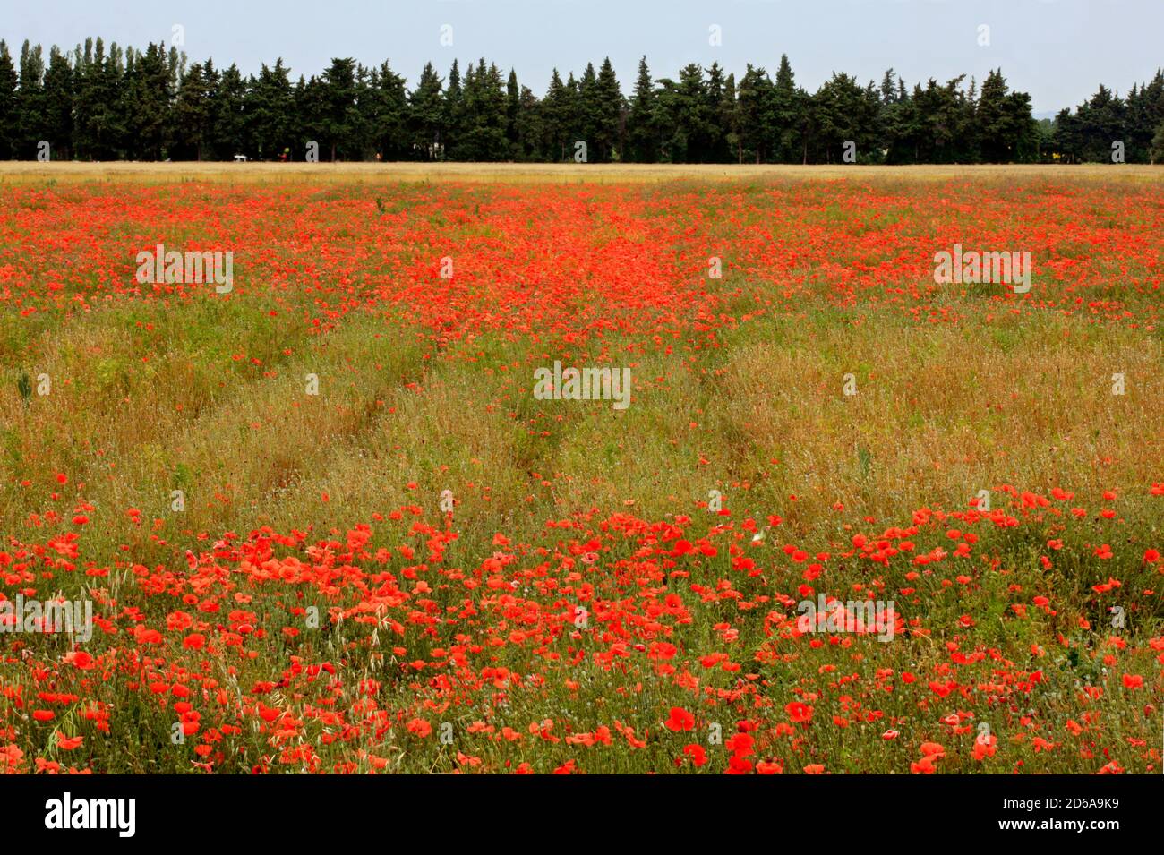 Green fields of france poppies hi-res stock photography and images - Alamy