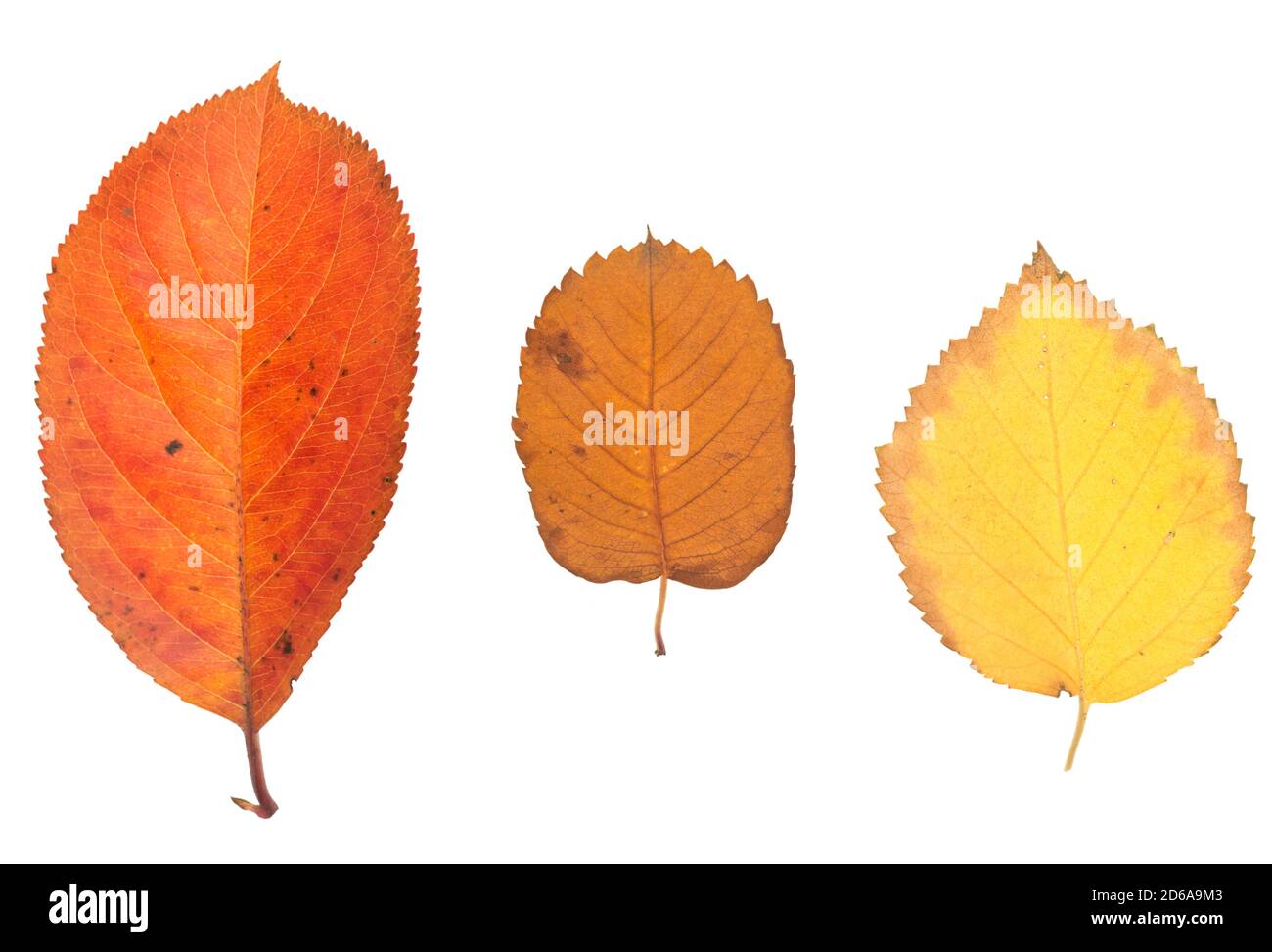 Autumn leaves isolated on white background Stock Photo - Alamy