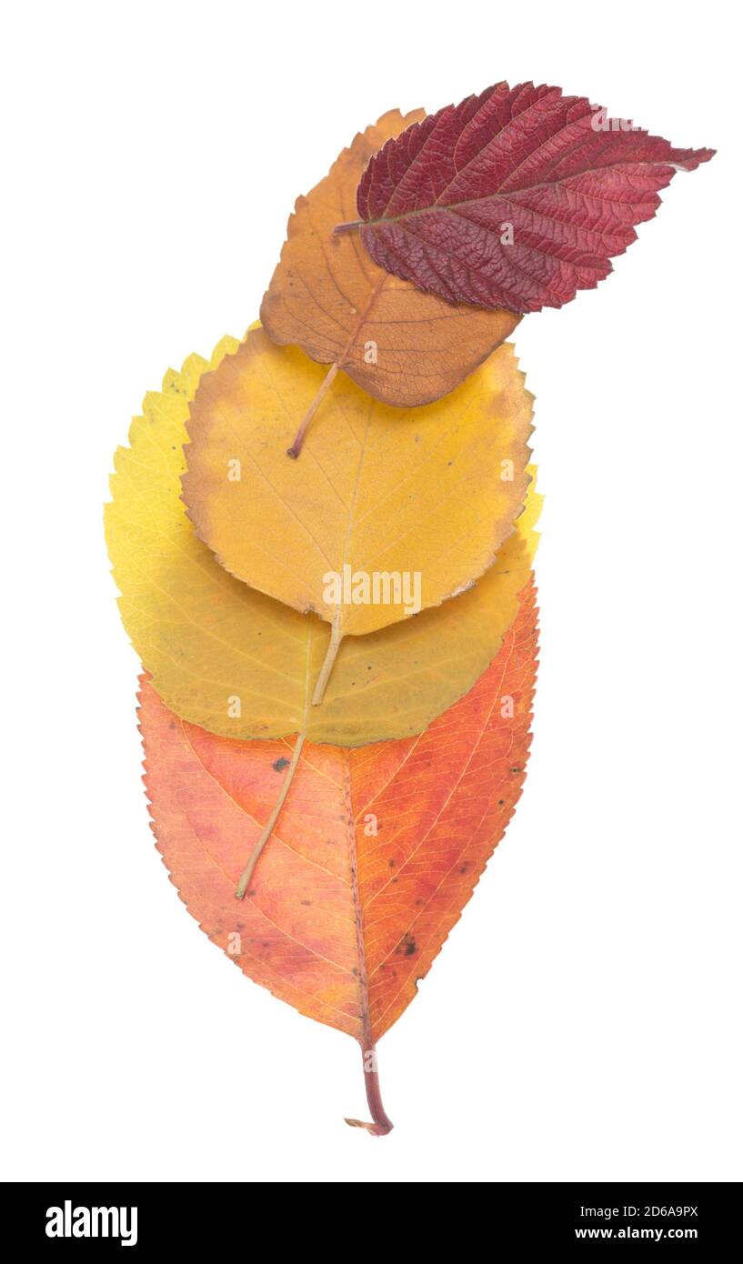 Autumn leaves isolated on white background Stock Photo - Alamy