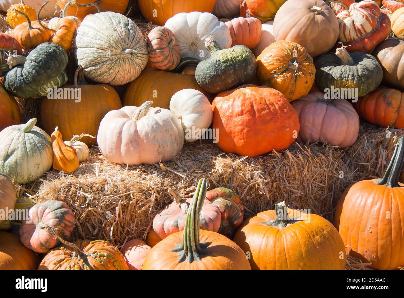 Pumpkin Patch Display Stock Photo Alamy pumpkin-patch-display-stock-photo-alamy