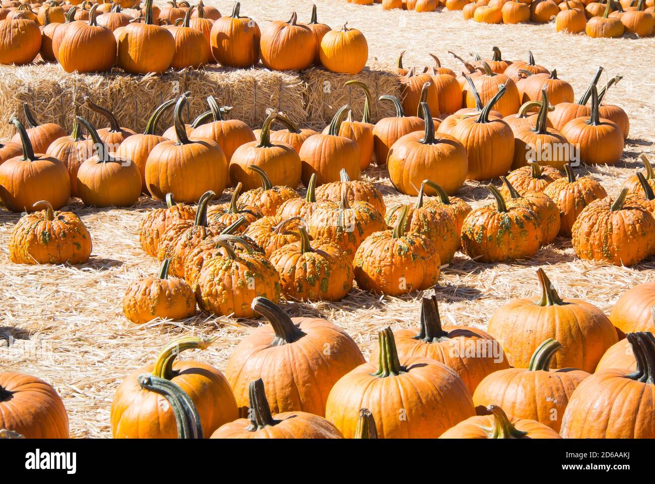 Pumpkin Patch Display Stock Photo Alamy pumpkin-patch-display-stock-photo-alamy