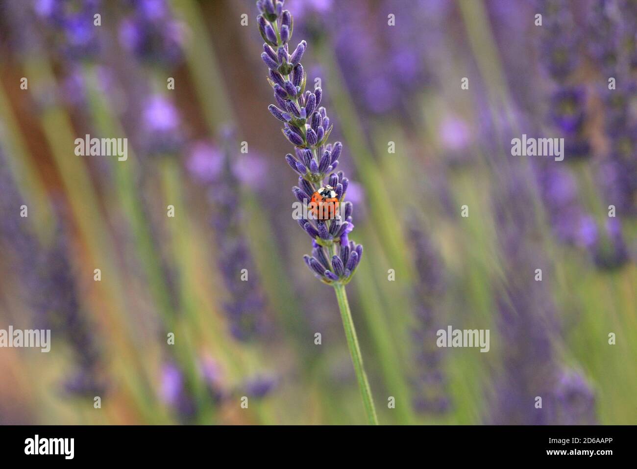 France Stock Photo