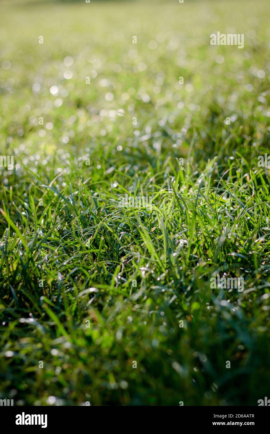 Green grass background with dew drops at park Stock Photo - Alamy