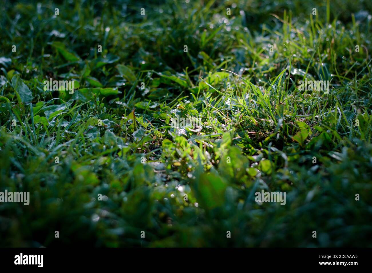 Green grass lawn background with dew drops Stock Photo - Alamy
