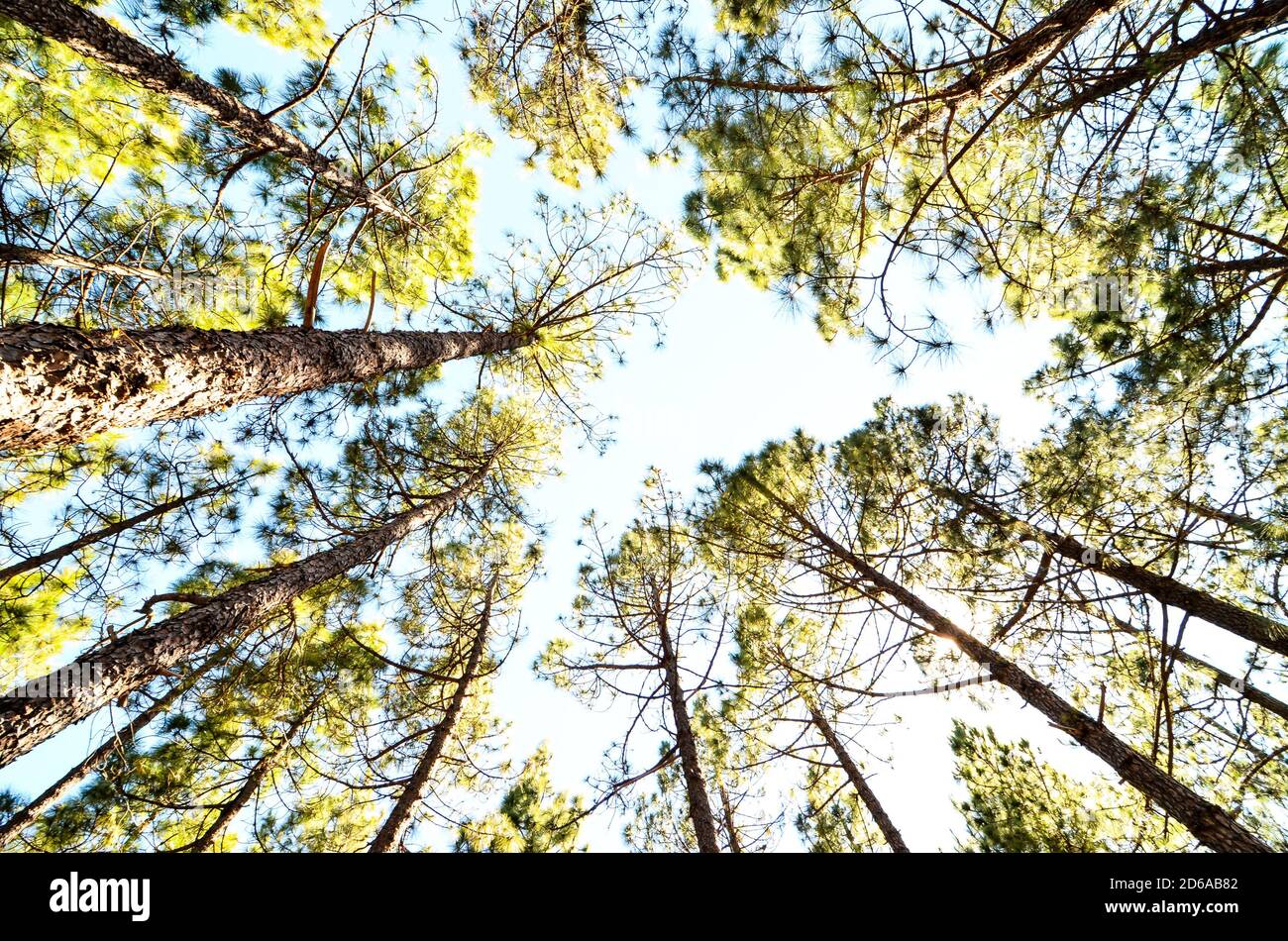 Very High Pine Wood Forest Stock Photo - Alamy