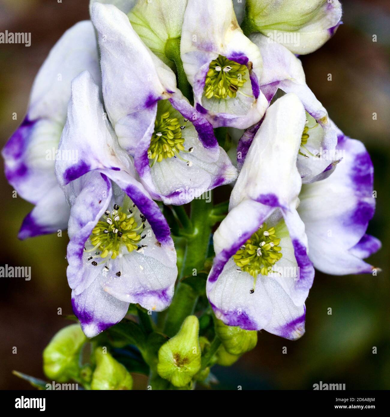 Beautiful purple & white Aconitum also known as aconite, monkshood Stock Photo